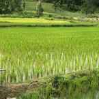 Ulasan foto dari Chick Resort @ Khao Kho 3 dari Chaiyapornt C.