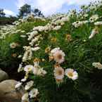 Ulasan foto dari Terracotta Hotel & Resort Dalat 3 dari Vu T. T. H.