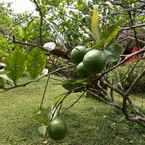 รูปภาพรีวิวของ Rumah Kebun Wulan - Lembang 4 จาก Intan N.