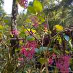 Ulasan foto dari Sutera Sanctuary Lodges at Kinabalu Park 2 dari Anis S. I.