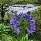 Ulasan foto dari Copthorne Cameron Highlands dari Amir F. I.