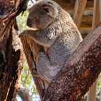 Review photo of Port Stephens Koala Sanctuary 7 from Michael A.