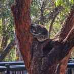 Review photo of Port Stephens Koala Sanctuary 6 from Michael A.