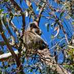 Review photo of Port Stephens Koala Sanctuary 4 from Michael A.