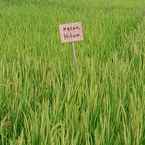 Review photo of Villa Sawah Resort from Suci S.