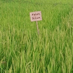 Review photo of Villa Sawah Resort from Suci S.