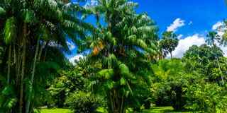 สวนพฤกษชาติเมืองโบโกร์, Bogor Tengah