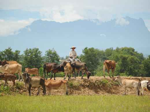 Kota Belud