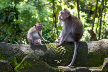 Ubud Monkey Forest