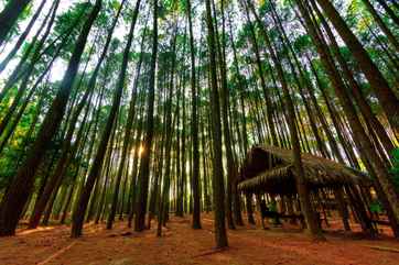 Imogiri Pine Forest