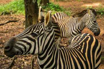 Ragunan Zoo