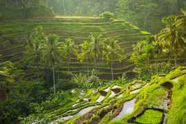 Tegallalang Rice Terrace, Tegallalang