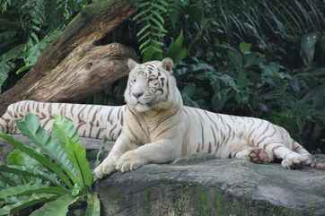 Singapore Zoo