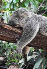 Lone Pine Koala Sanctuary