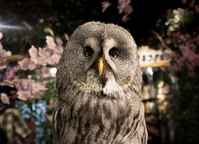 Fukuro No Iru Mori Owl Cafe, Sakae