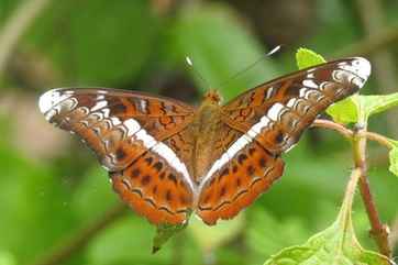 Banteay Srey Butterfly Centre