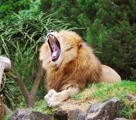 Auckland Zoo