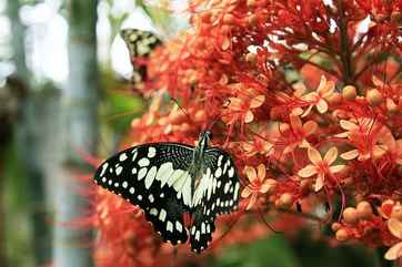 Museum of World Insects and Natural Wonders