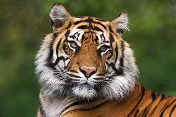 Yangon Zoological Garden