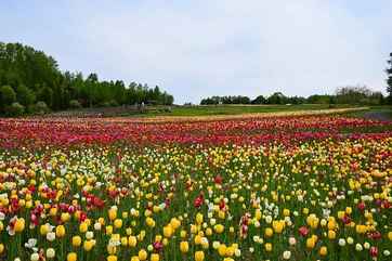 Takino Suzuran Hillside National Park