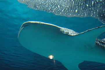 Istanbul Aquarium