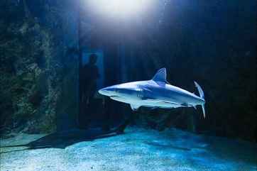 Sea Life Sydney Aquarium