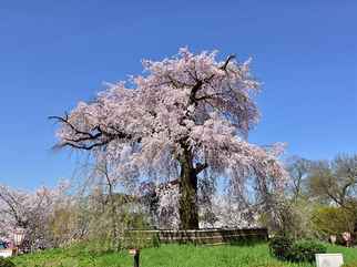 Maruyama Park