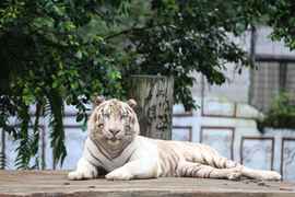 สวนสัตว์เปิดอินโดนีเซีย, Cisarua