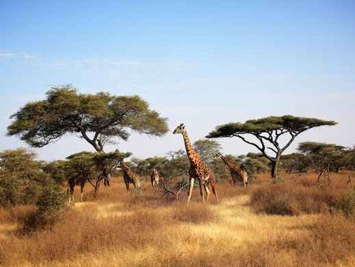 Serengeti