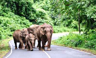 Khao Yai