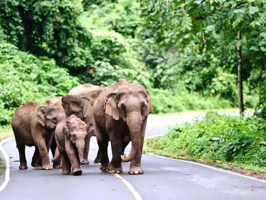 Khao Yai