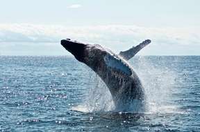 Captain Cook Whale Watching Cruise