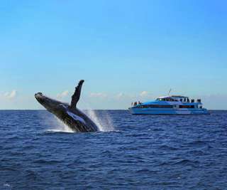 Captain Cook Cruises - Whale Watching Cruise