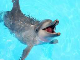 Yehliu Ocean World Ticket, AU$24