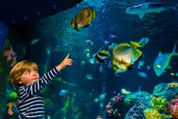 SEA LIFE Istanbul Aquarium, Rp 404.881