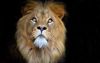 ARTIS Royal Zoo