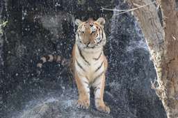 Emirates Park Zoo Ticket, Rp 221.911