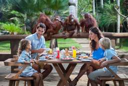 Breakfast With Orangutan at Bali Zoo, Rp 697.500
