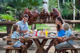 Breakfast With Orangutan at Bali Zoo, AU$66