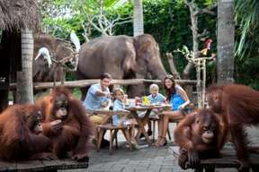 Breakfast With Orangutan at Bali Zoo