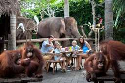 Breakfast With Orangutan at Bali Zoo, THB 1,606.10
