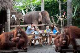 Sarapan Bersama Orangutan di Bali Zoo, Rp 697.500