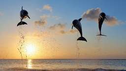 Bali Dolphin Lovina Tour - 8.5 Hours Tour, USD 10.57