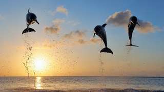 Bali Dolphin Lovina Tour - 8.5 Hours Tour, S$ 14.30