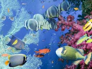 Blue Lagoon Snorkeling - 1-day Tour, 444.909 VND