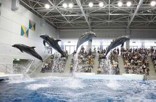 いおワールドかごしま水族館｜鹿児島 入館チケット