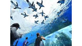 Sunshine Aquarium Tickets