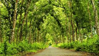 Discover Djawatan Alas Purwo by YukBanyuwangi - 1 Day Tour , Rp 988.000