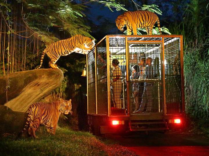Bali Safari Park - Indonesian Residents - Quick & Easy Booking with  Traveloka, Your Lifestyle Superapp.