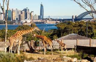 Taronga Zoo Ticket with Round Trip Ferry Ticket Option